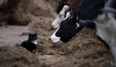 Yahoo lifestyle home