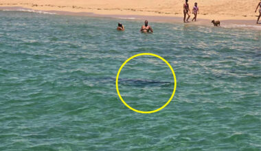 Tiger shark's 'incredible' reaction after face-off with swimmers at Aussie beach