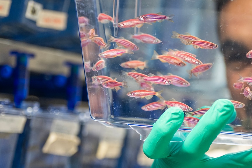 A close up of several small, red striped fish in a clear tank. Two green gloved fingers hold the tank up to a man's eye level
