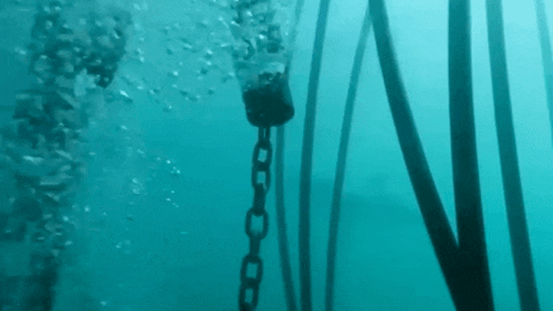 Non-lethal barriers proposed for Australian beaches