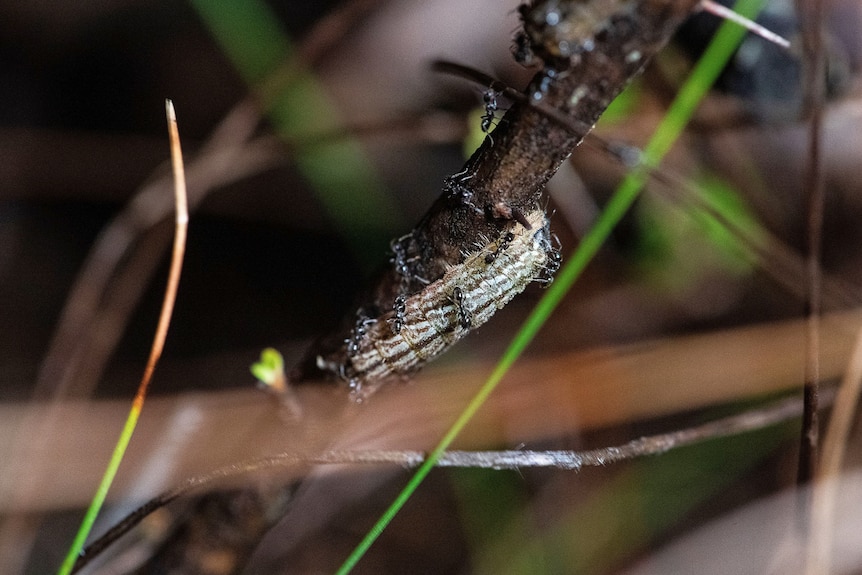 A caterpillar with ants protecting it.