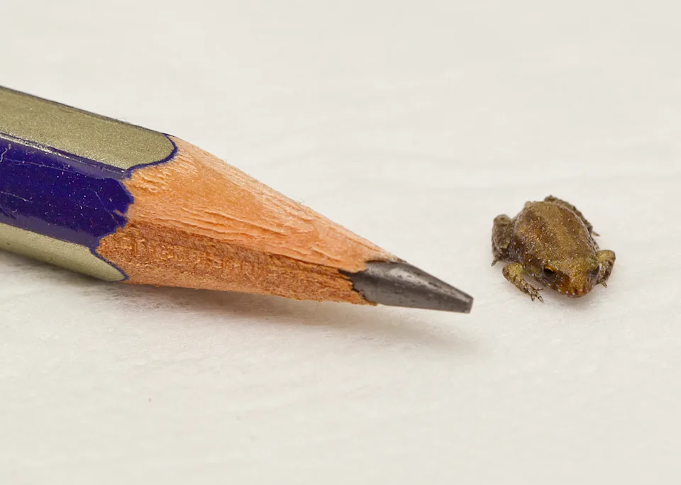A pencil next to a 