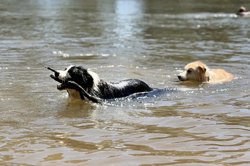Two dogs swim in a river with one holding a stick.