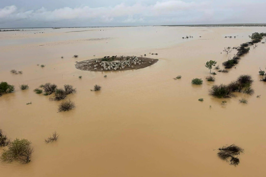 cattle standing on isolated island surrounded by floodwater on a cattle station in north west queensland january 2026 floods
