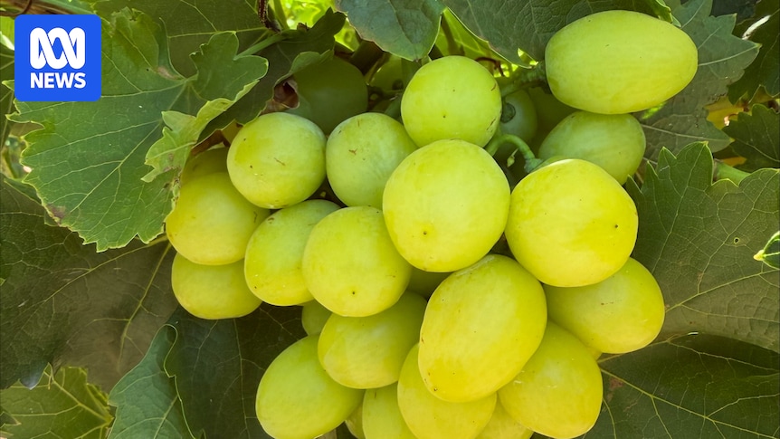 Japan's demand for Australian table grapes drives export growth