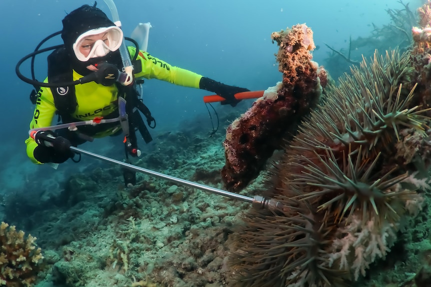 A scuba diver pokes at a starfish with a long metal rod.