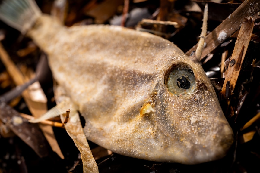 Dead marine life at Adelaide's West Beach.