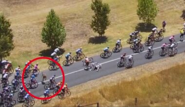 Rogue kangaroo causes chaos in Tour Down Under finale as Jay Vine survives crash to win title