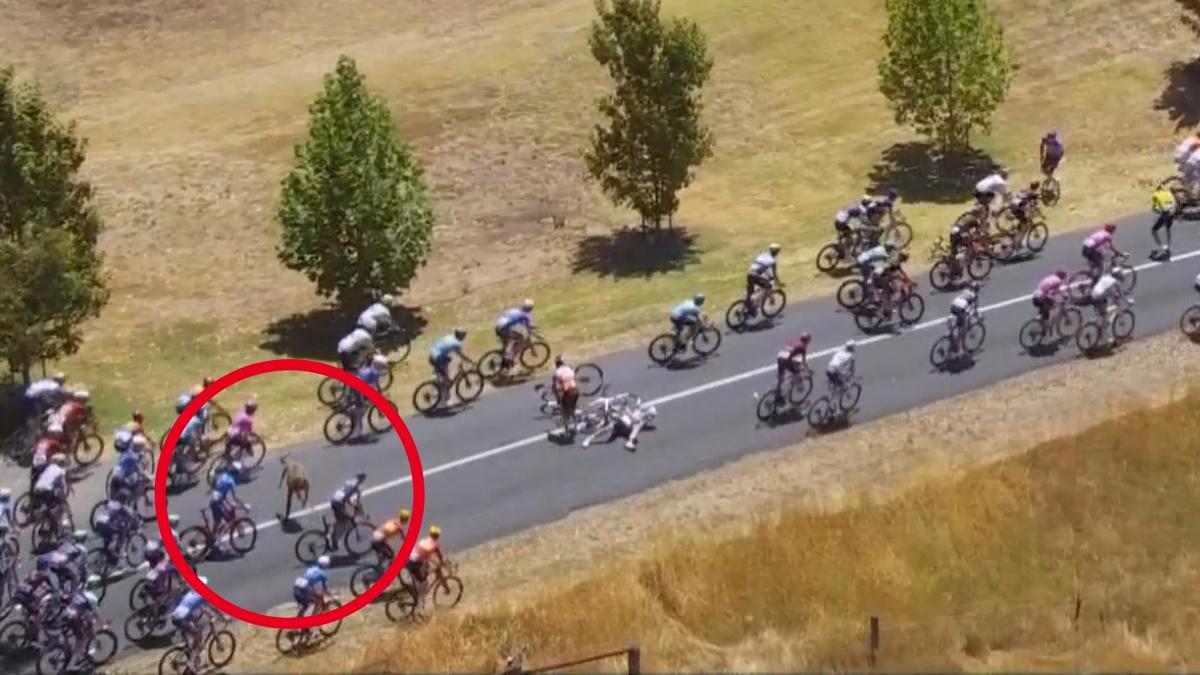 Rogue kangaroo causes chaos in Tour Down Under finale as Jay Vine survives crash to win title