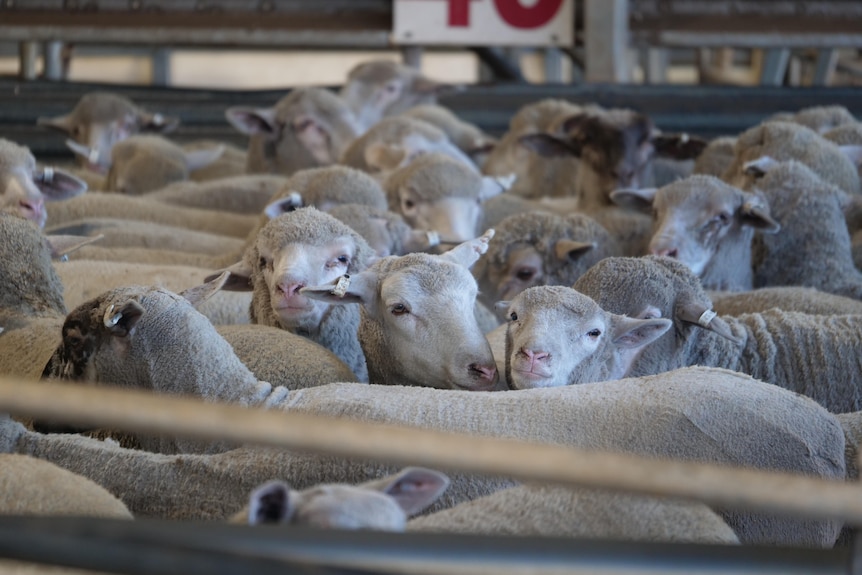 Sheep in a stock pen.