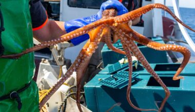 Man fined for interfering with Cockburn Sound fishing gear and not having licence