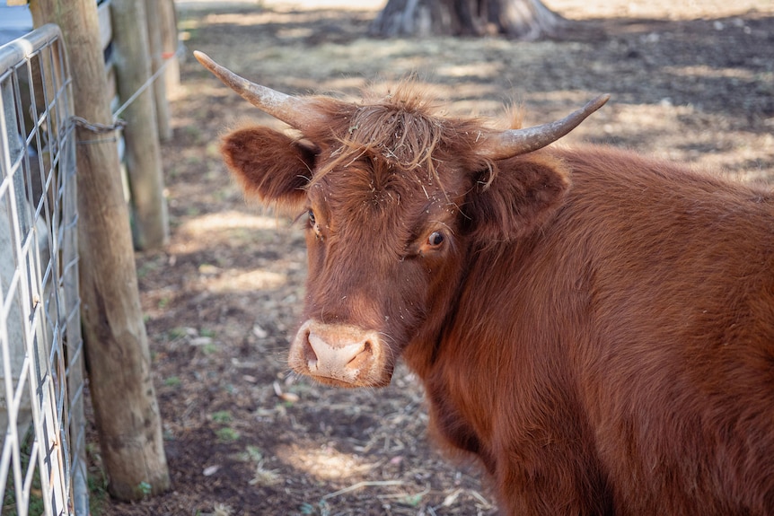 A red-coated cow in a pen.