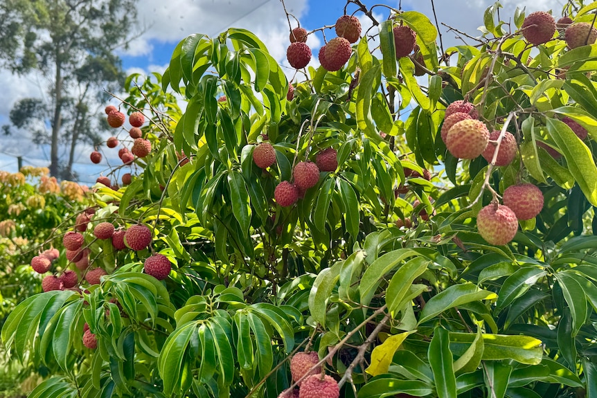 Round, red lychees growing on a tree