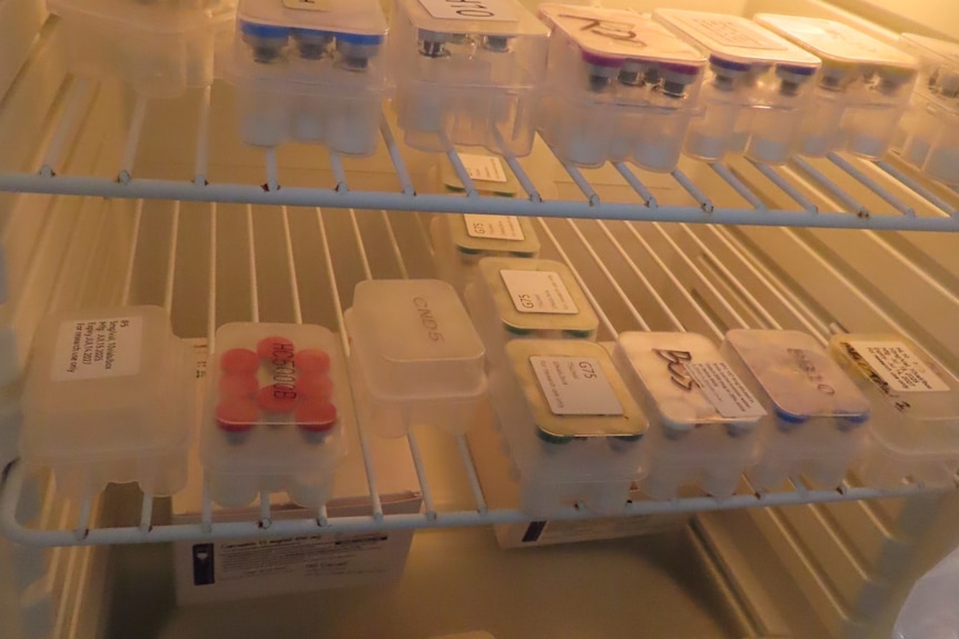 Medication in plastic containers inside a fridge.