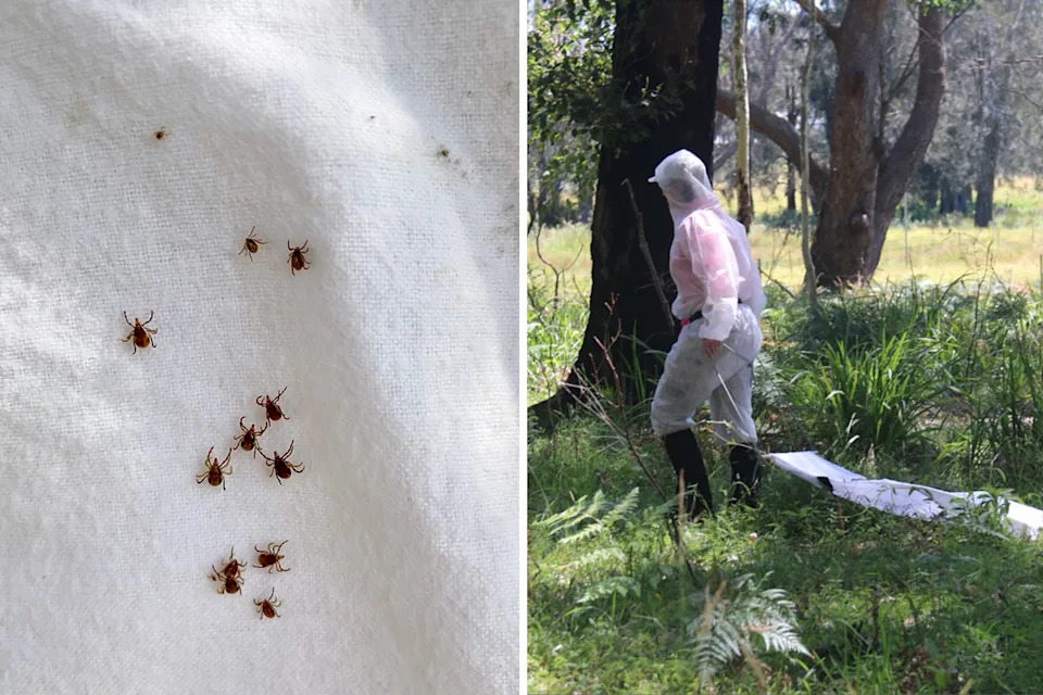 Left, several ticks on a white cloth. Right, researchers wearing protective gear while studying MMA on the east coast. 