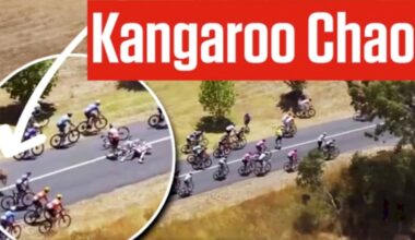 Kangaroo jumps into cycling race, knocks down leader at Tour Down Under
