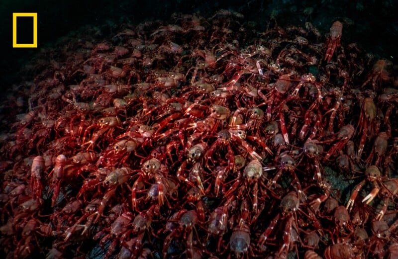A dense cluster of red crabs piles atop one another on the ocean floor, with dim lighting highlighting their shells and claws. The National Geographic logo appears in the upper left corner.