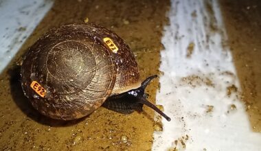 From 'extinct' to growing, a rare snail returns to the wild in Australia