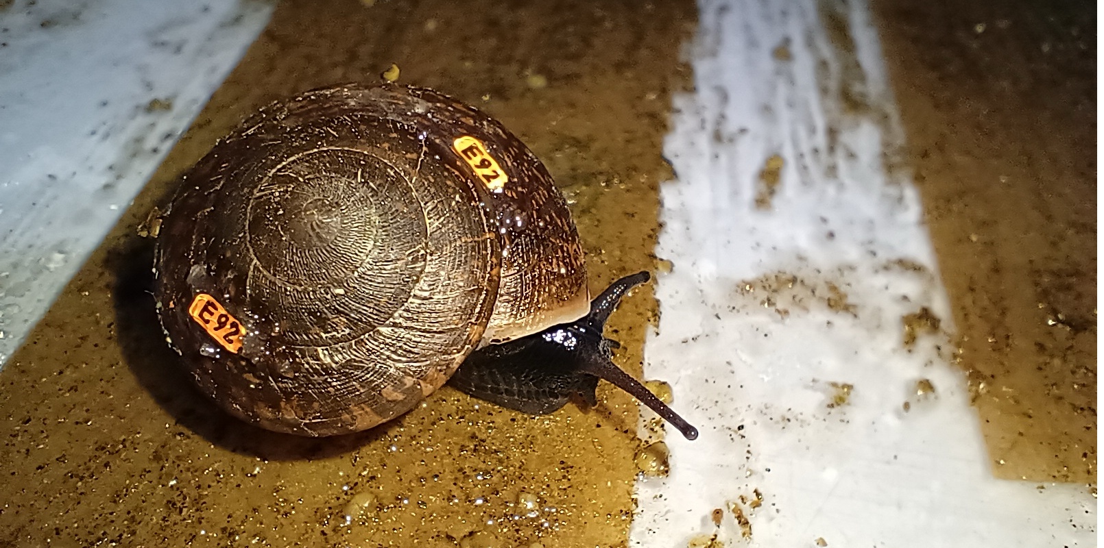 From 'extinct' to growing, a rare snail returns to the wild in Australia