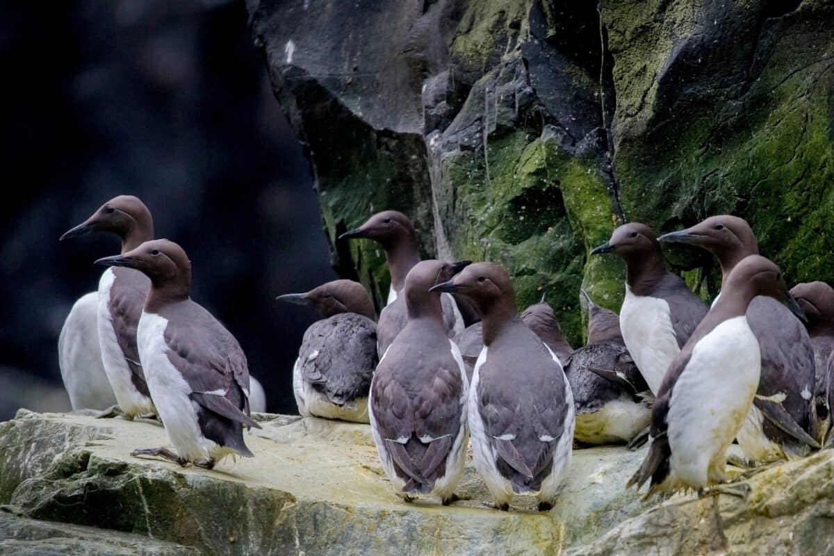 A Group Of Common Murres On A Cliff Edge In Alaska Maritime National Wildlife Refuge