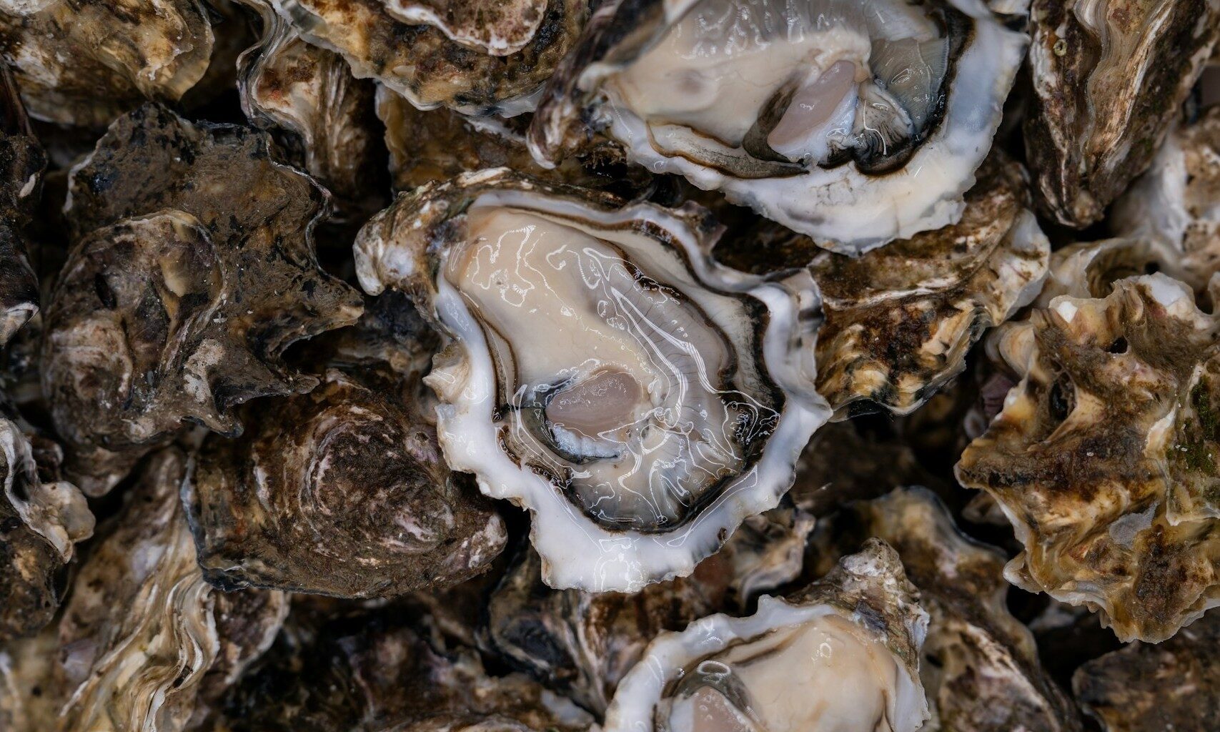 NASA satellite data helps oyster farmers choose where to grow