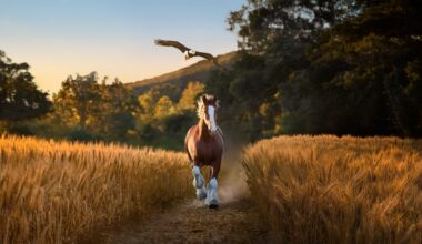Budweiser Super Bowl Commercial Teams Clydesdale With Bald Eagle