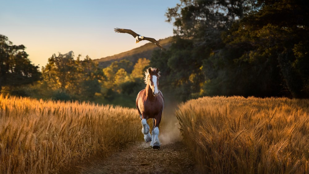 Budweiser Super Bowl Commercial Teams Clydesdale With Bald Eagle