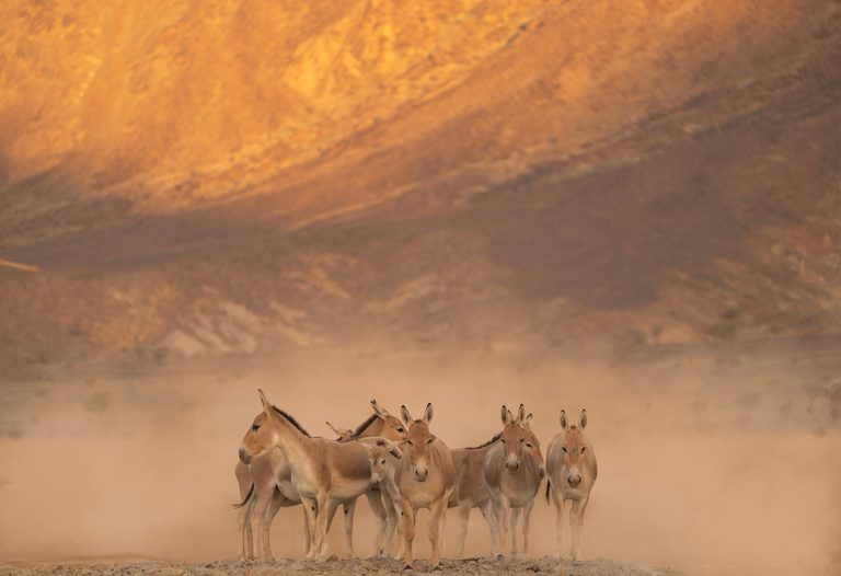 Animal, Horse, Mammal