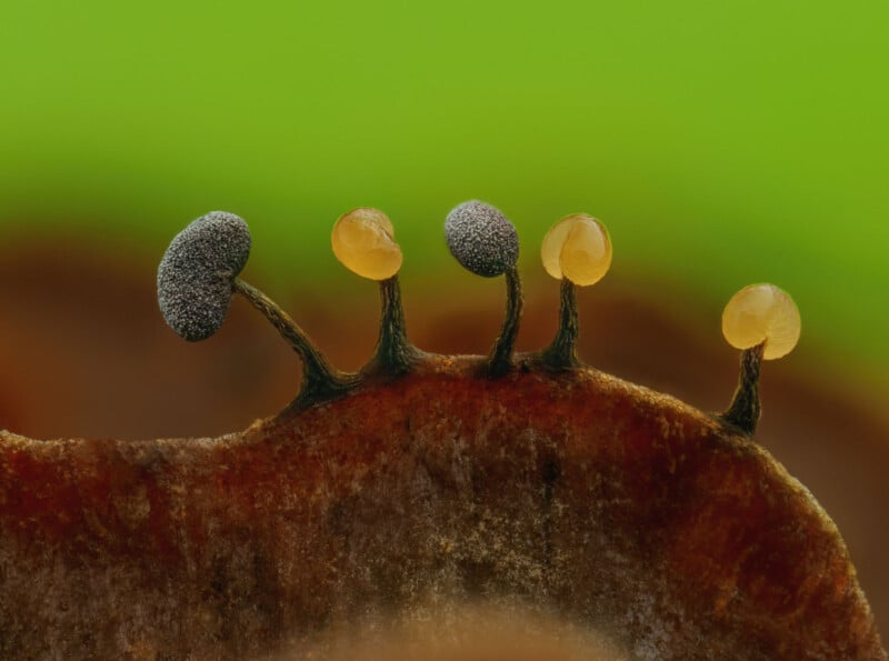 A close-up of five tiny stalked fungi with round tops growing on a brown surface, set against a blurred green background. The fungi have yellowish and dark, textured heads.