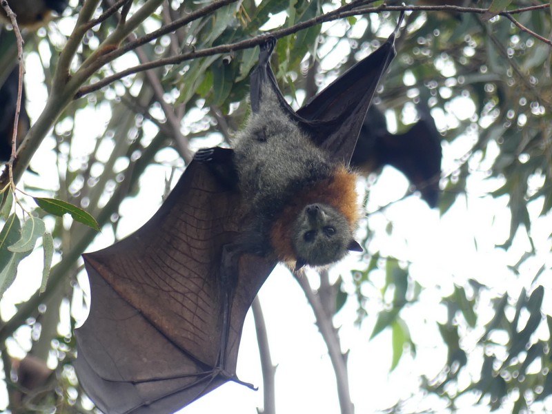 flying fox in a tree
