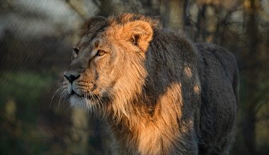 Saudi Arabia to reintroduce lions after more than 100 years