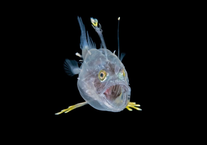 A translucent anglerfish with wide-open jaws, glowing yellow eyes, and extended fins floats against a black background. A bioluminescent lure extends from its head.