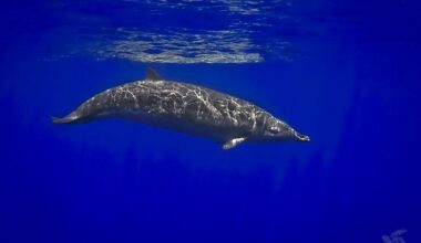 What Does the Beaked Whale Say?