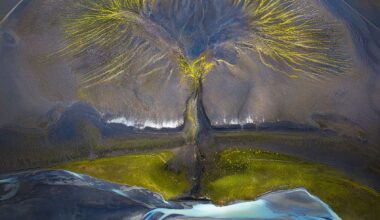 Aerial view of abstract patterns in colorful sand and water, resembling a tree with green foliage against dark textures.