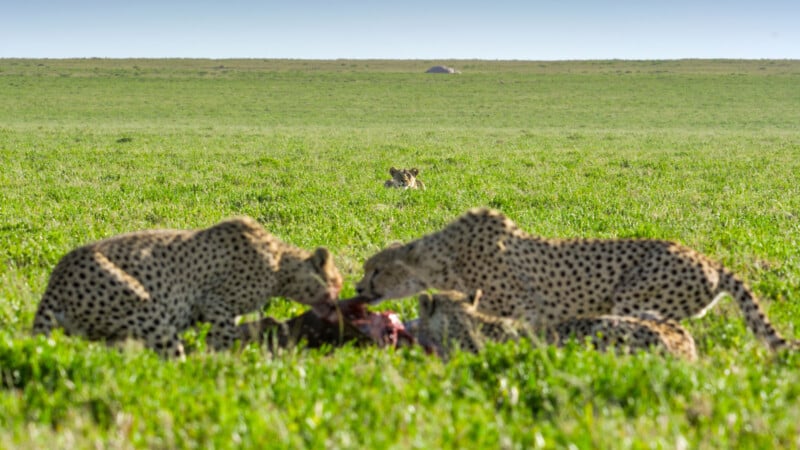 Three cheetahs feed on a carcass in a grassy field, while a fourth cheetah watches from a distance in the background under a clear sky.