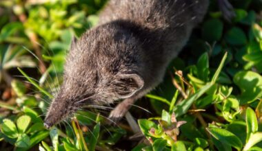 Crocidura stanleyi
