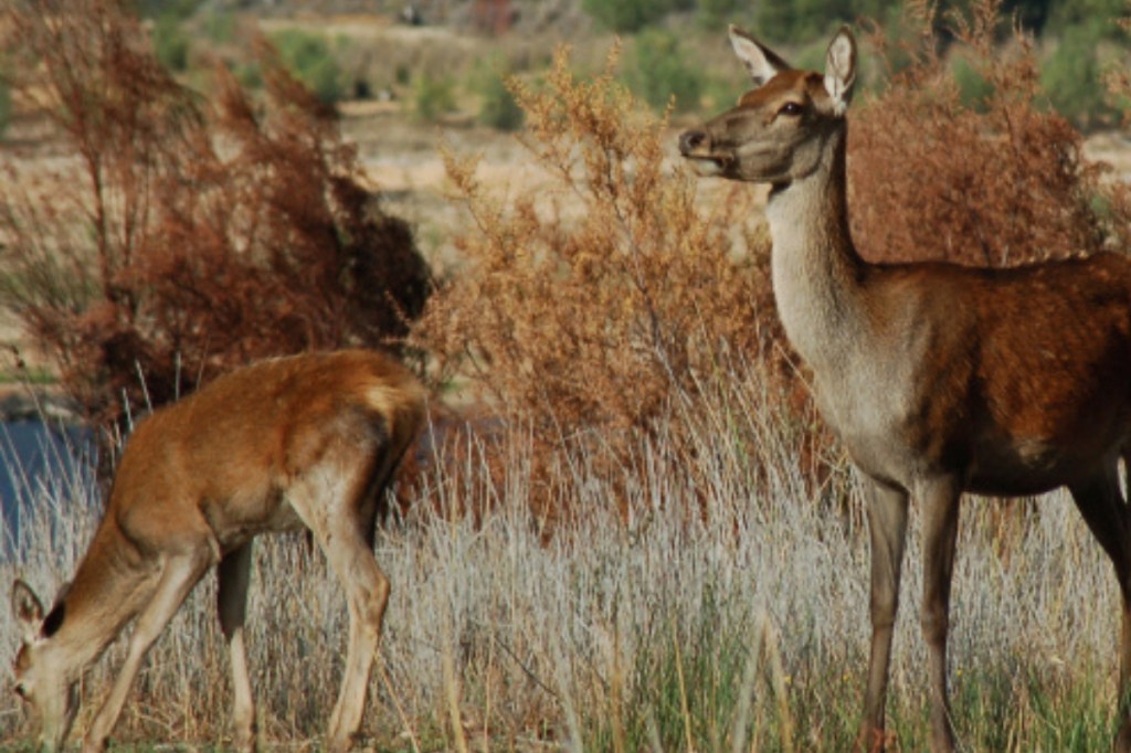 Fresh Eyre Peninsula plan to tackle worrying feral deer and fox numbers - News