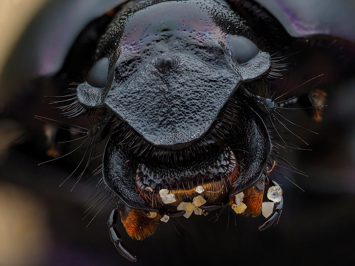 Black beetle face close up.
