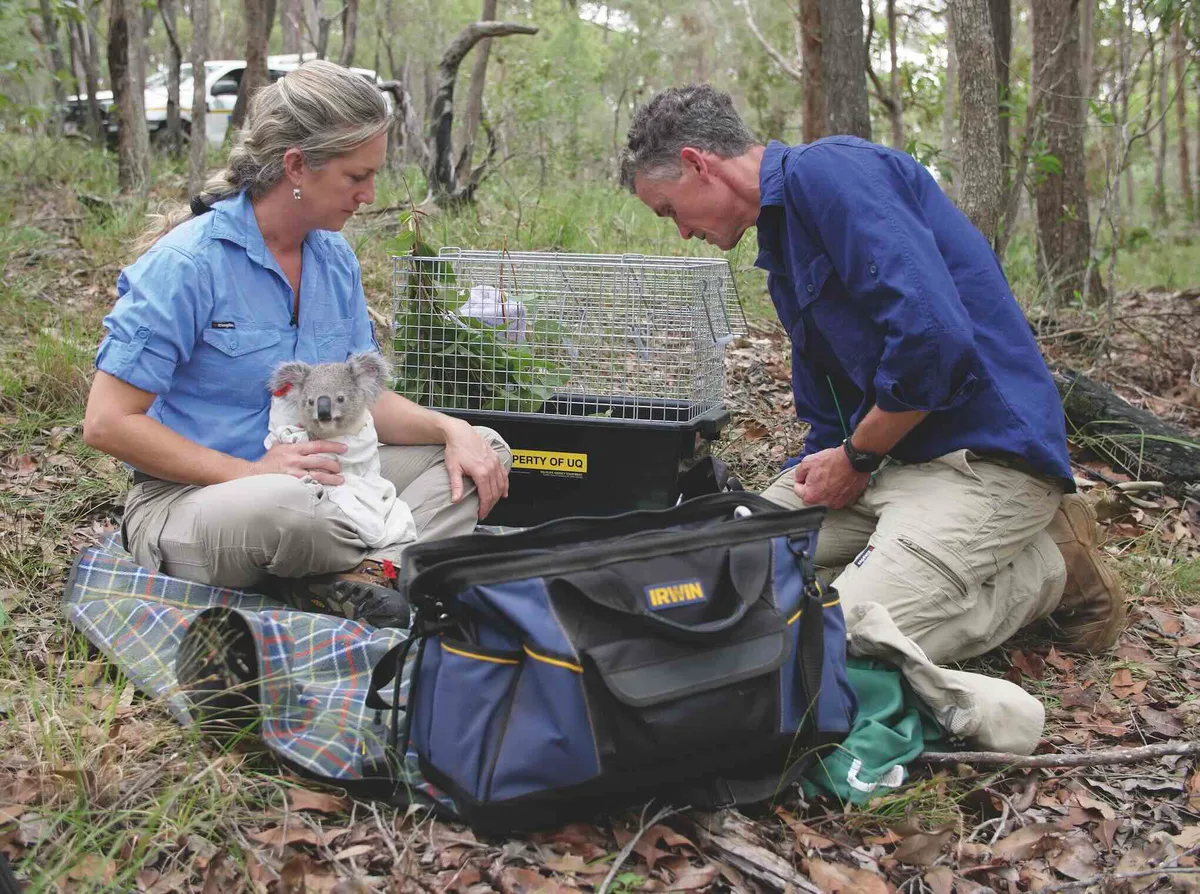 Amber and Sean from the Koala Ecology Group