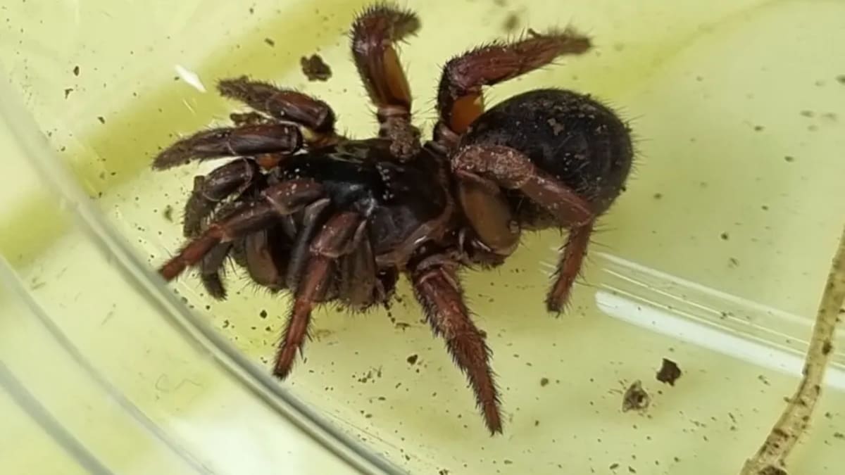 Caught in a web: Biologist discovers possible new spider species