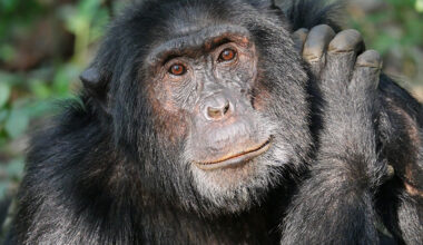 Chimpanzees and gorillas among most traded African primates, report finds