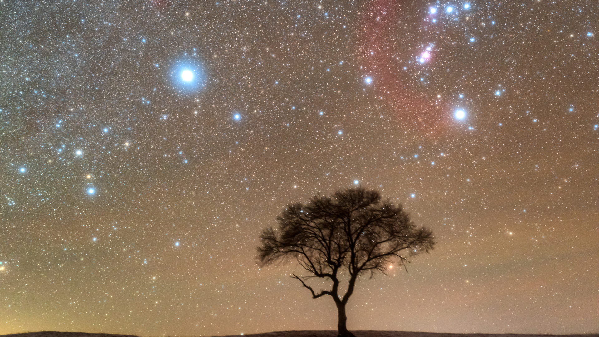 A photo of blue-white stars shining above a solitary tree at sunset.