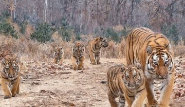 A group of six tigers, including adults and cubs, walk together along a dirt path in a forest with dry leaves and trees in the background.
