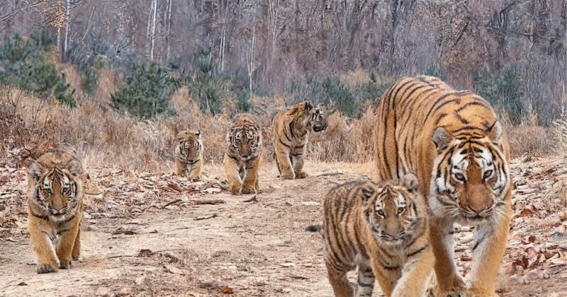 A group of six tigers, including adults and cubs, walk together along a dirt path in a forest with dry leaves and trees in the background.
