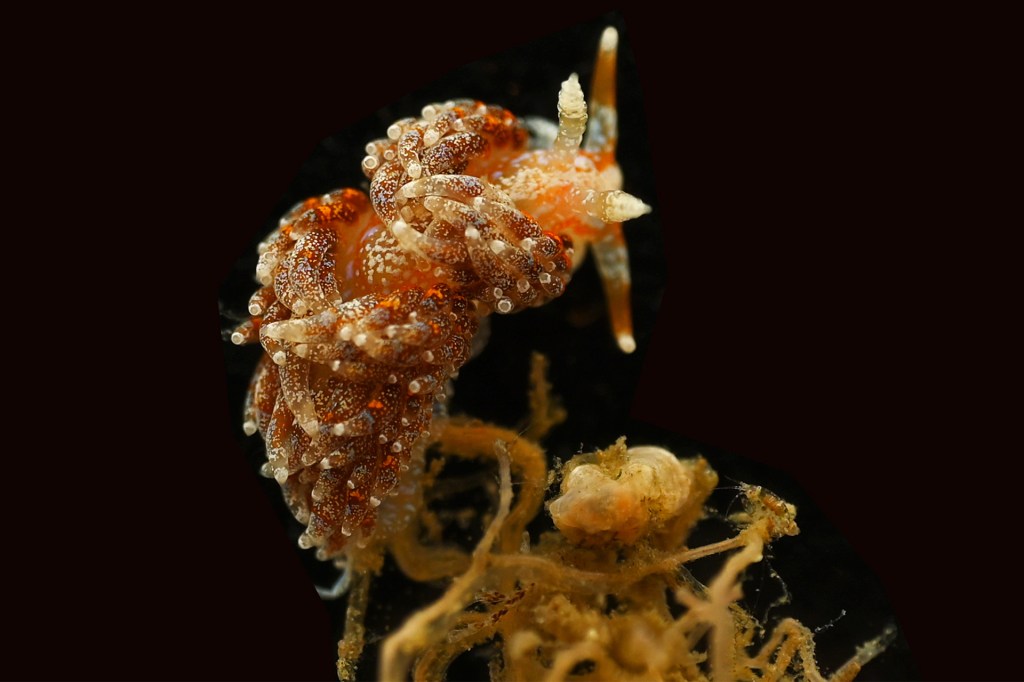 A tiny brown sea slug with curly, bead-like bumps clings to underwater plants.