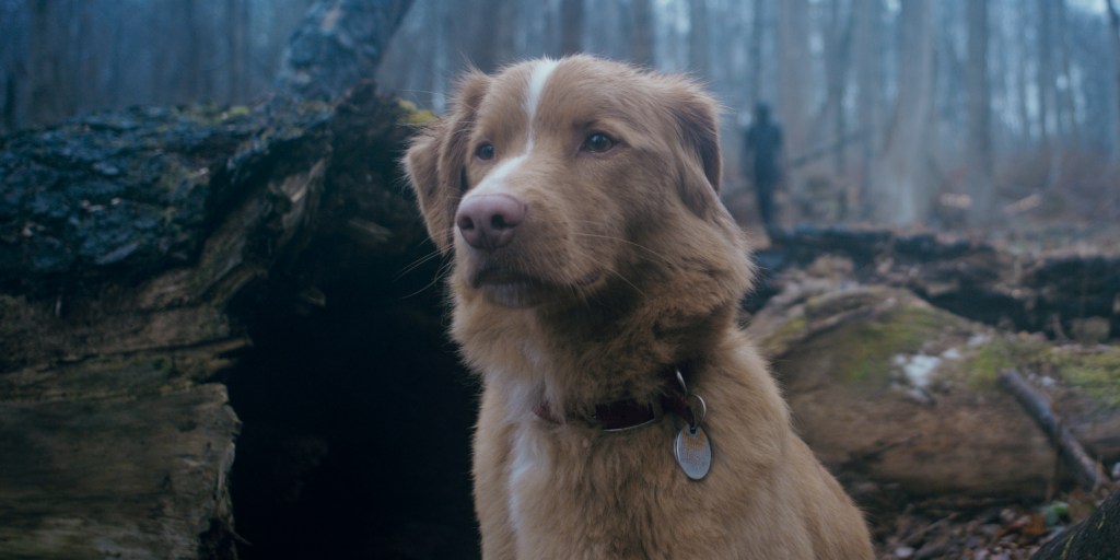 'Good Boy' Director Ben Leonberg On A Horror Film With His Family Dog