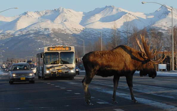 Moose Alaska
