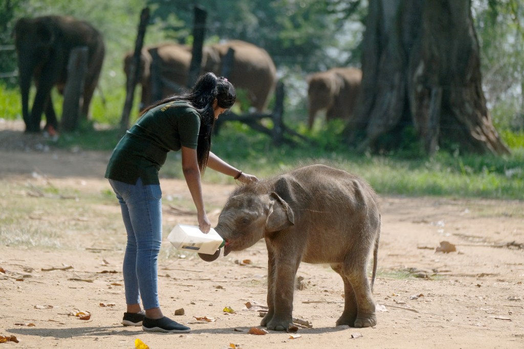 Channel 4 & CBC Making 'Baby Elephant School' Series