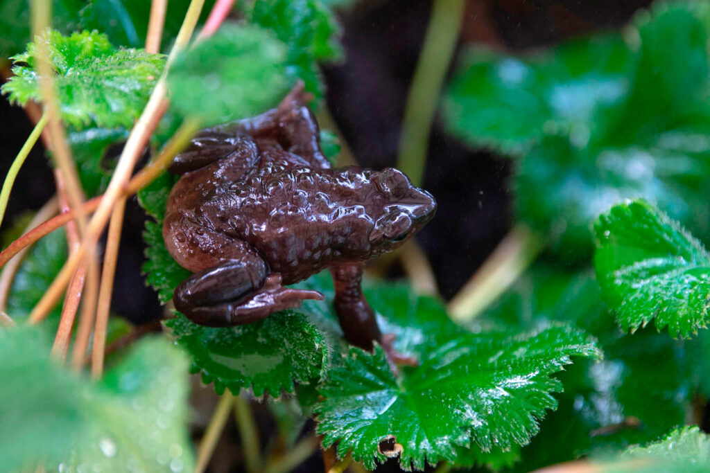 A Jambato harlequin toad is seen at the Jambatu Center for Amphibian Research and Conservation in San Rafael, Ecuado. Credit: Rodrigo Buendia/AFP via Getty Images