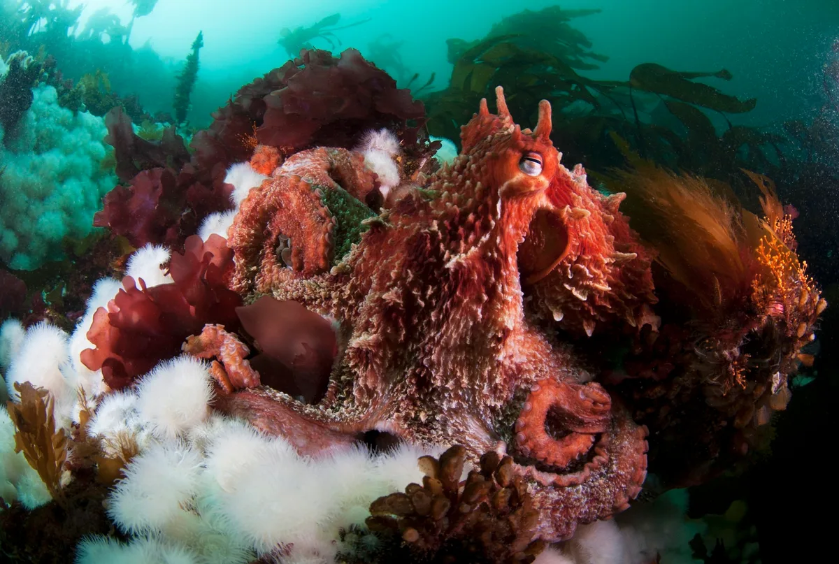 A giant Pacific octopus crawls along the seafloor